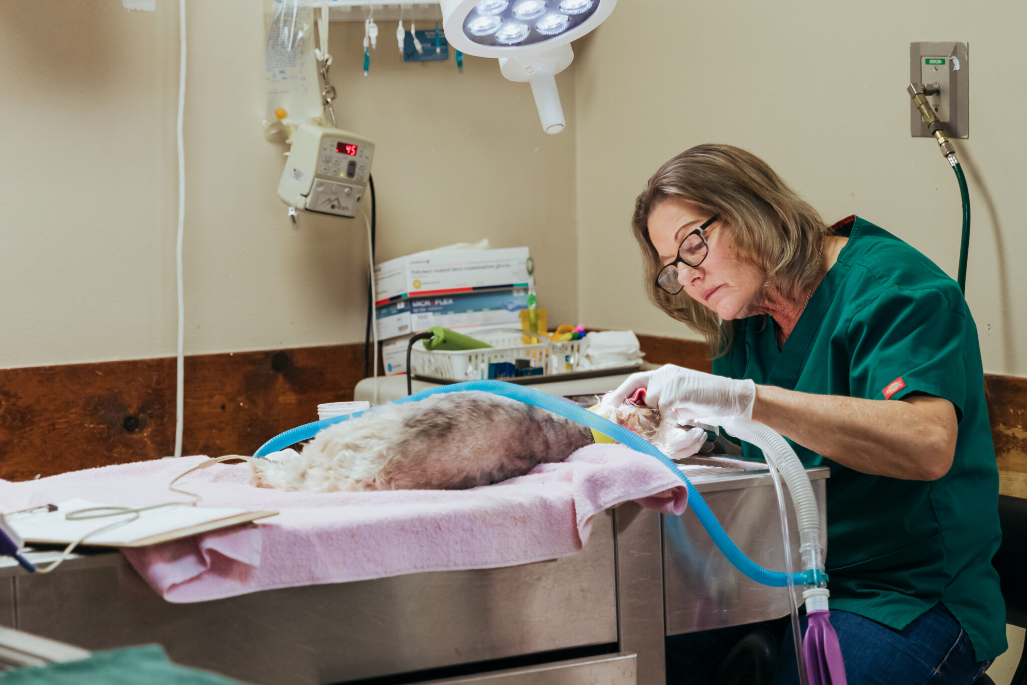 Services - Alvarado Veterinary Clinic