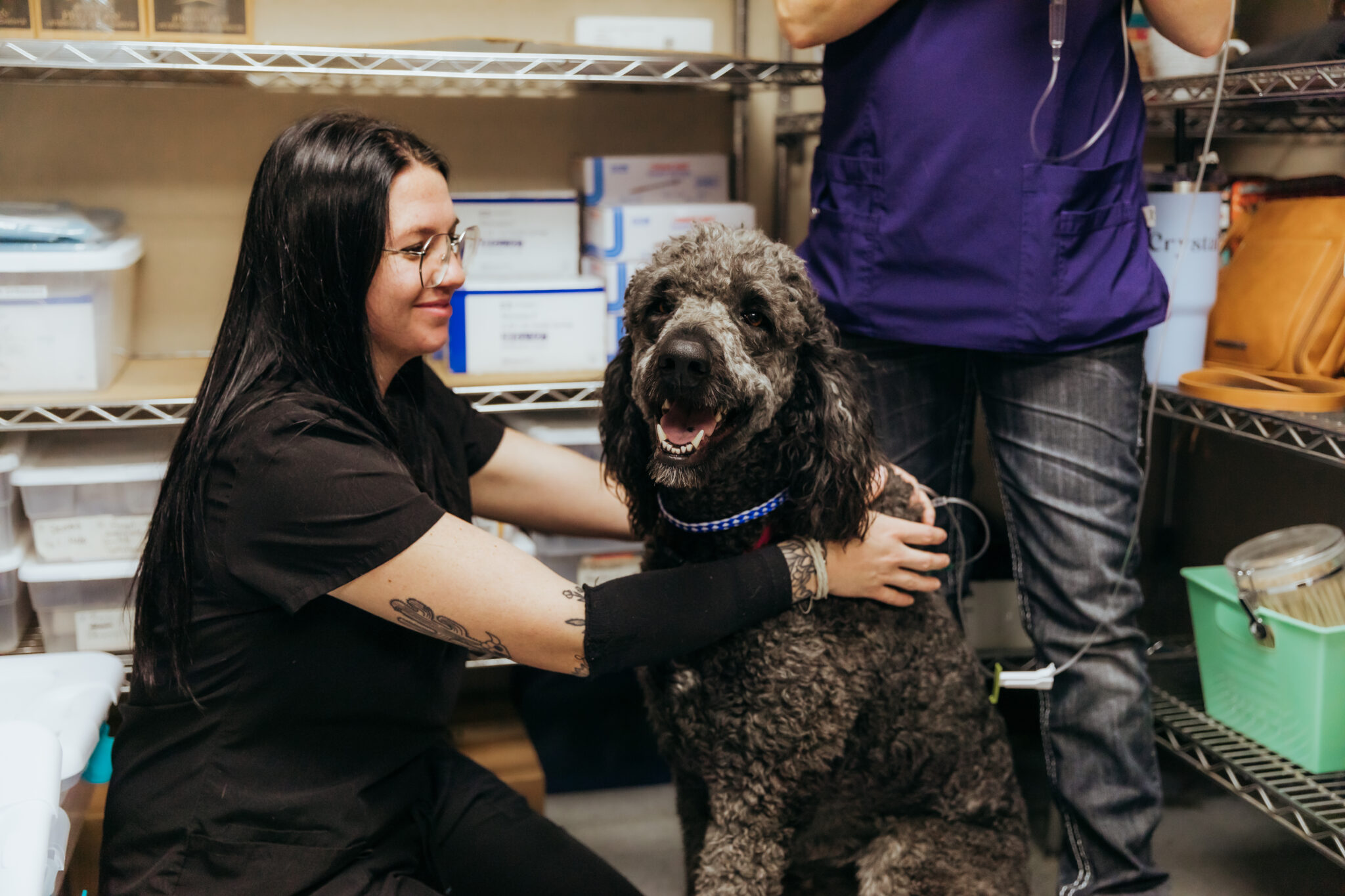 Surgery - Alvarado Veterinary Clinic